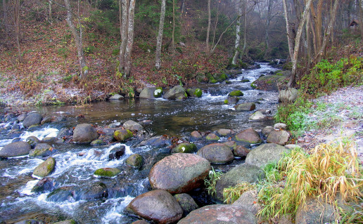 22_Saides pazintinis takas1 (1).jpg